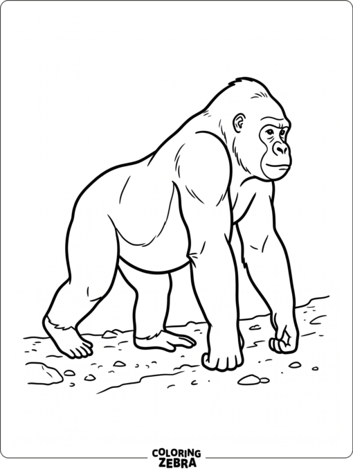 A gorilla walking on its knuckles along a path