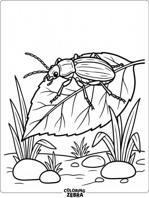 A ground beetle crawling on a leaf with grass and stones