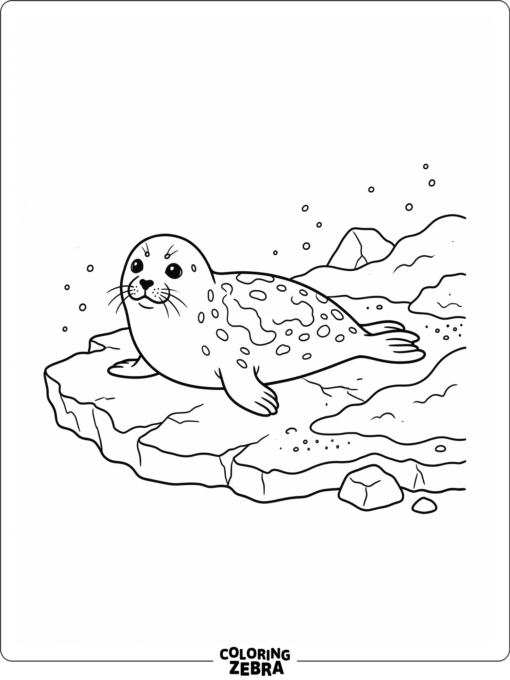 A harp seal on ice with light markings