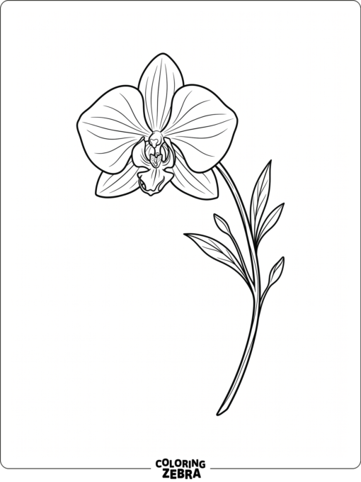 A delicate orchid flower on a curved stem