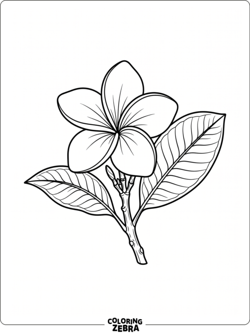 A plumeria flower with a few leaves