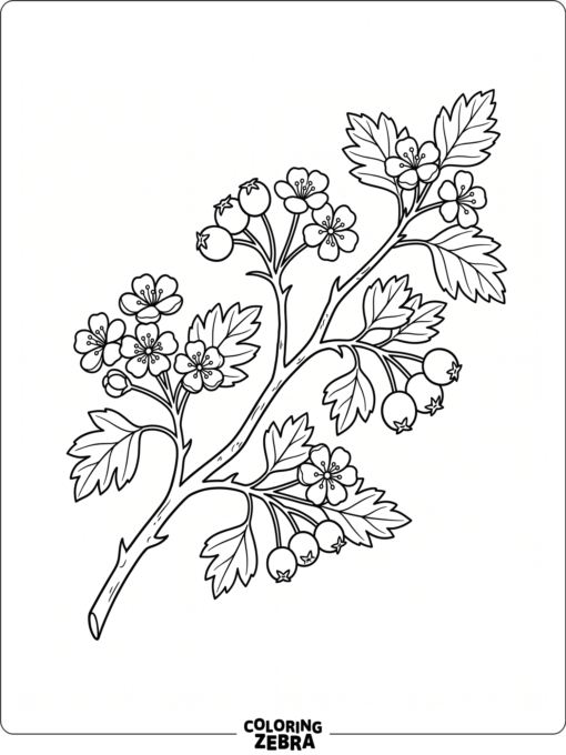 A hawthorn branch with blossoms, berries, and leaves