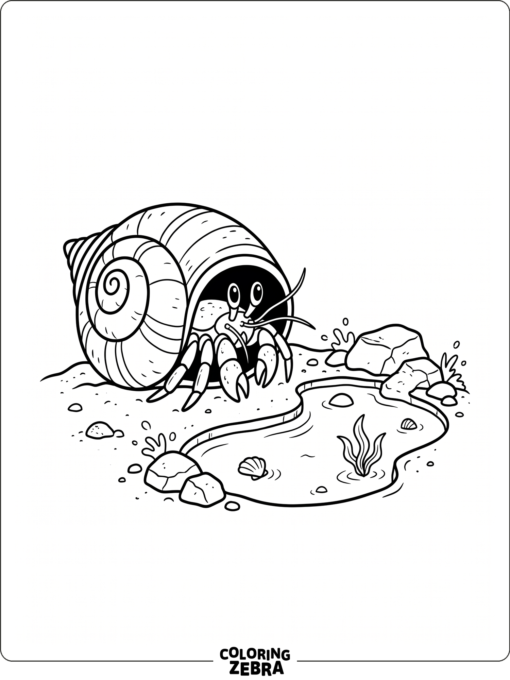 A hermit crab peeking out of a spiral shell