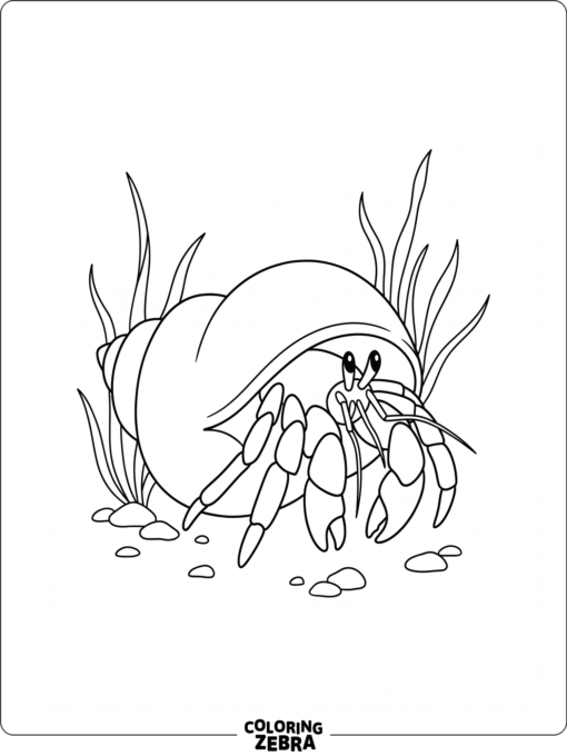 A hermit crab in a shell with sea grass