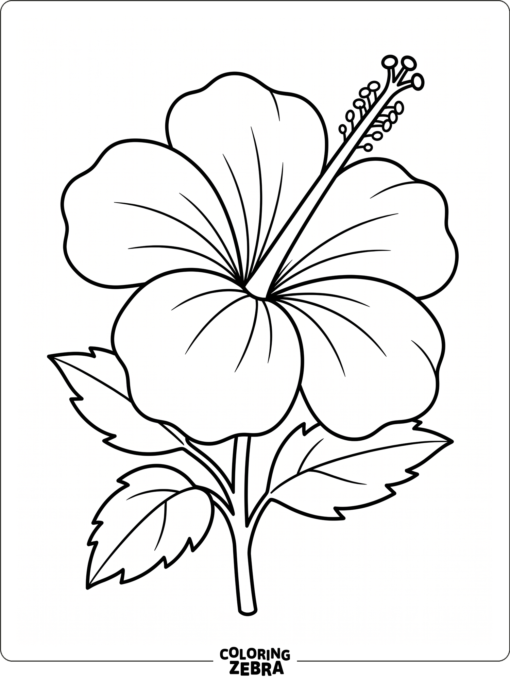 A hibiscus flower with broad petals and a long stamen