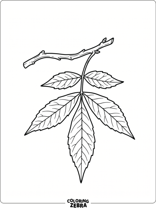 A hickory leaf with long narrow leaflets