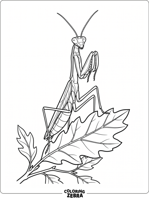 A crisp praying mantis standing on a leaf