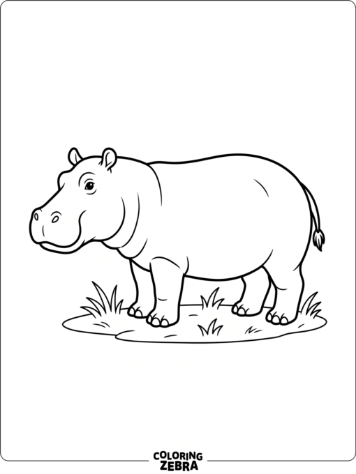 A full hippo body standing on grass