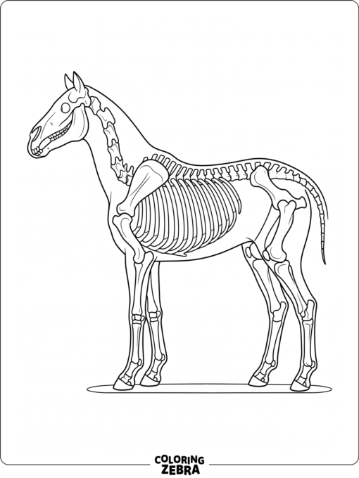 A horse skeleton standing in profile