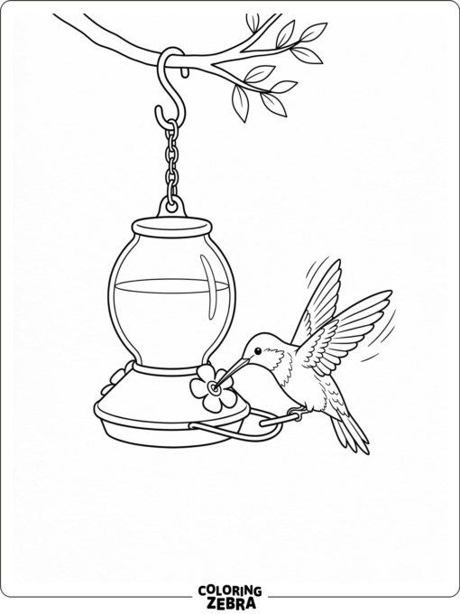 A hummingbird feeding from a hanging feeder