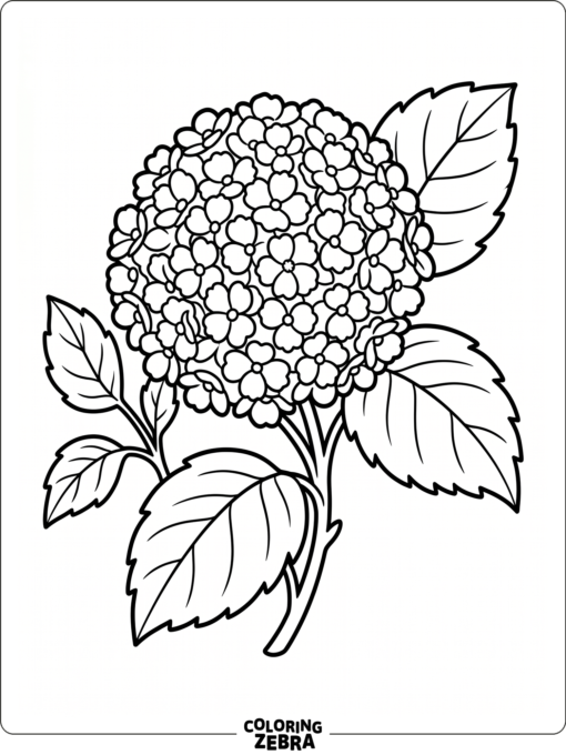 A hydrangea cluster with rounded blossoms