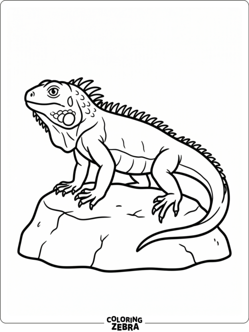 A simple iguana standing on a rock with clear outlines