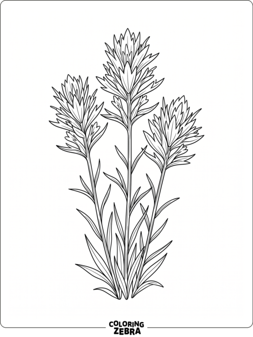 An Indian paintbrush flower with pointed petals and slender stems
