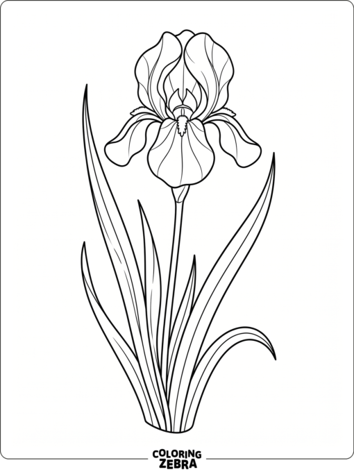 An iris flower with tall leaves and curved petals