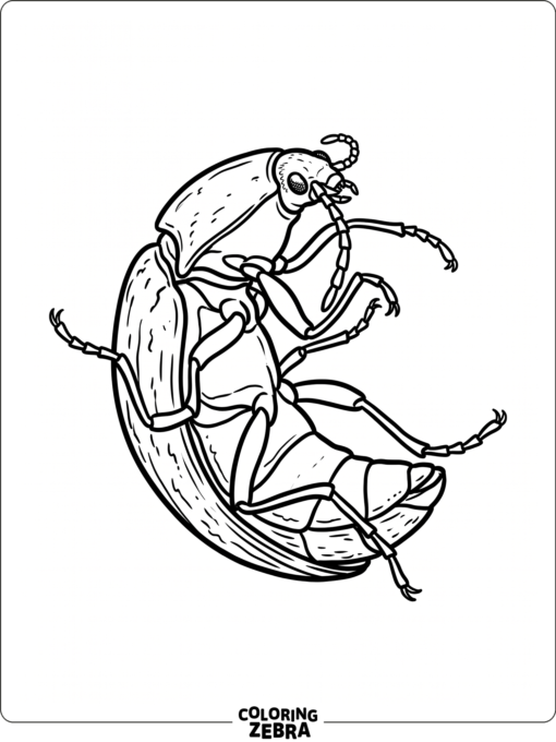 A click beetle on its back with arched body