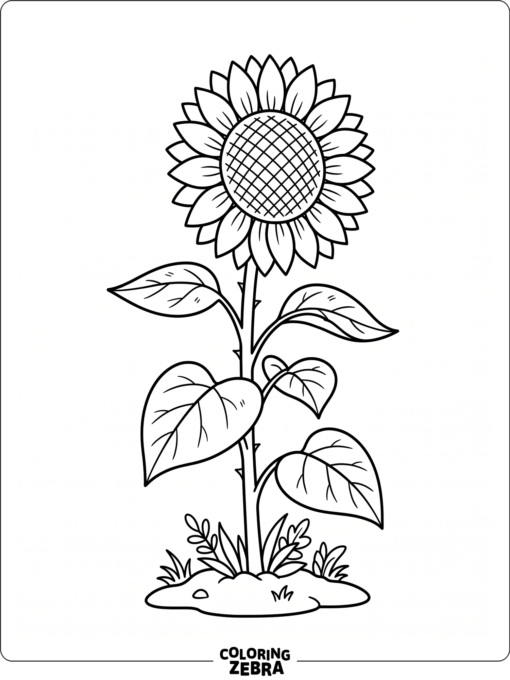 Single sunflower with broad leaves