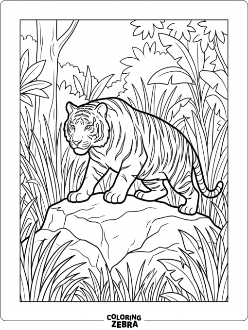 A tiger crouches on a rock in tall grass