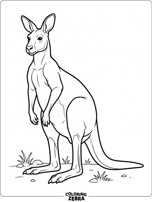 An adult kangaroo standing alert with a strong tail