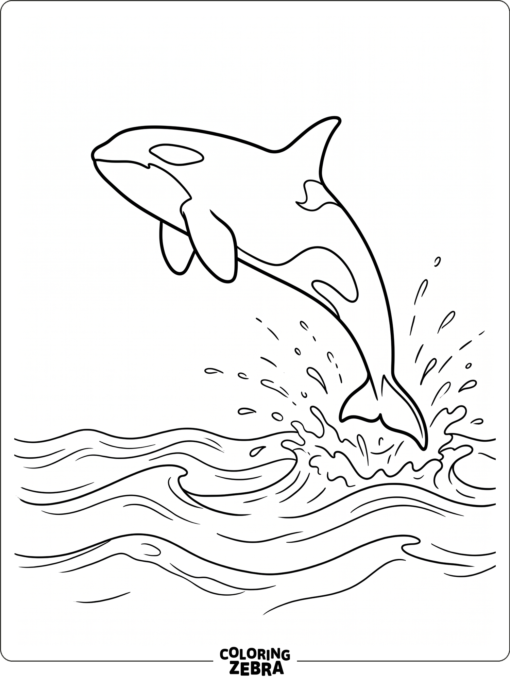 A killer whale jumping above the waves