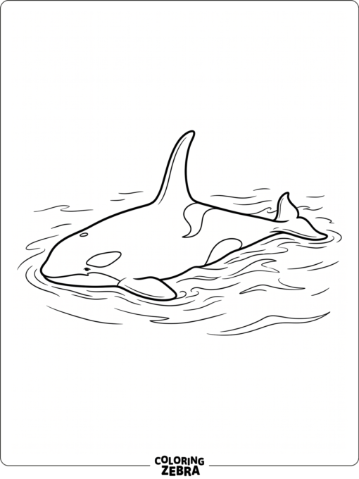 A killer whale gliding through calm water