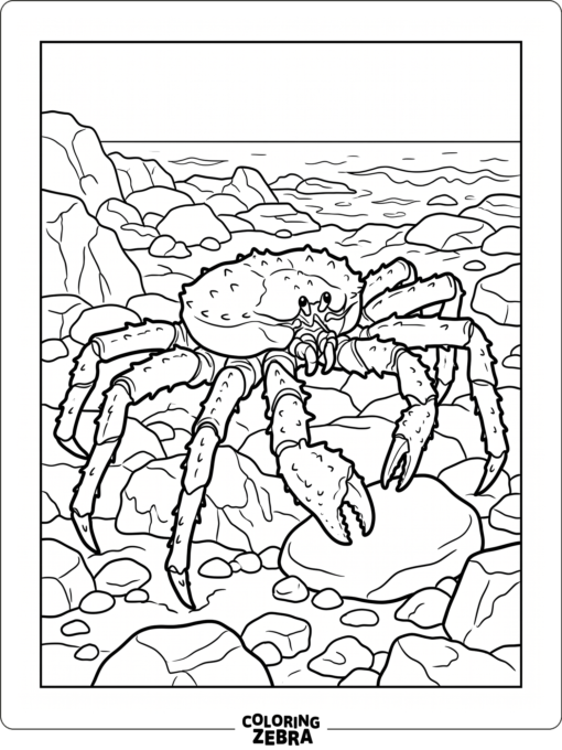 A king crab standing on a rocky shore