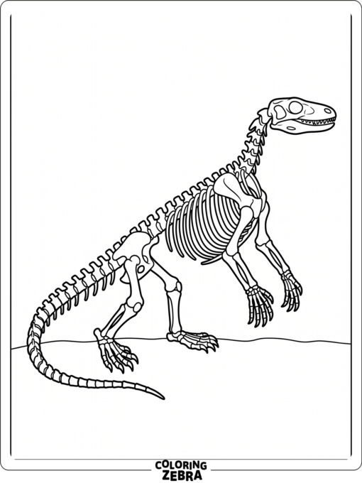 A komodo dragon skeleton with clean bones