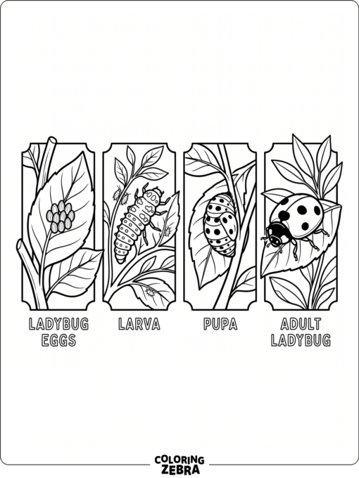 Ladybug life stages shown in a neat row