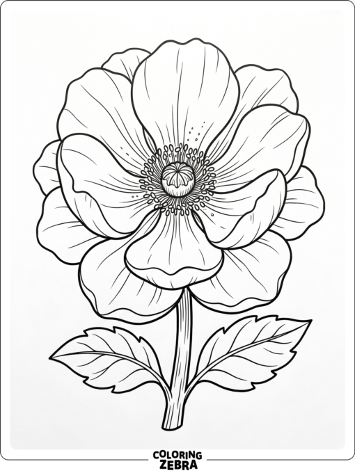 A large flower with broad petals and a short stem