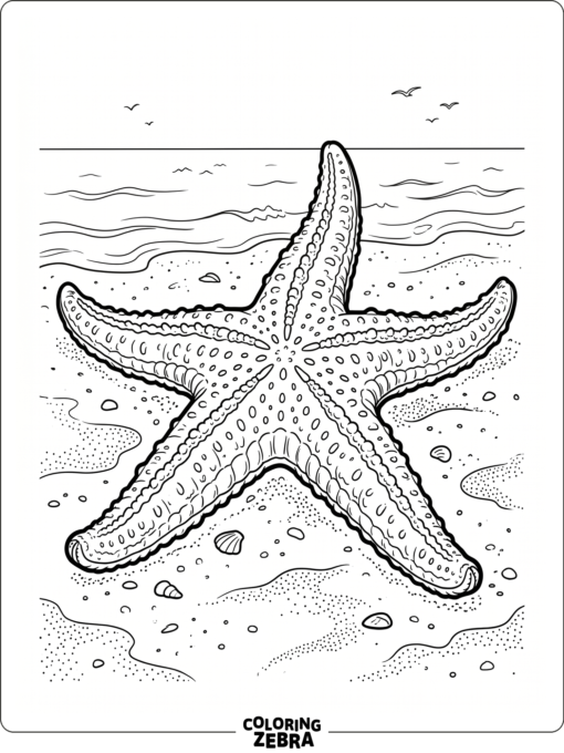 A large starfish with wide open arms on sand
