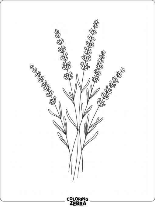 A bunch of lavender stems with tiny buds