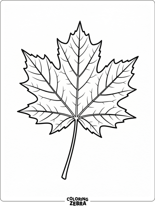 A simple leaf attached to a stem