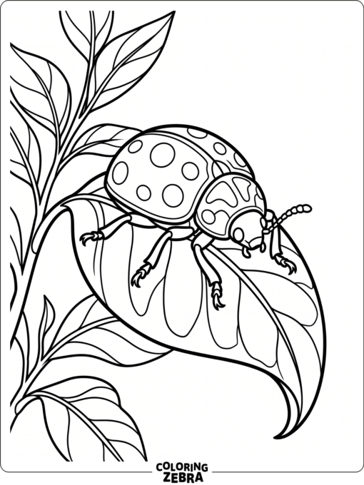 A leaf beetle resting on a curved leaf