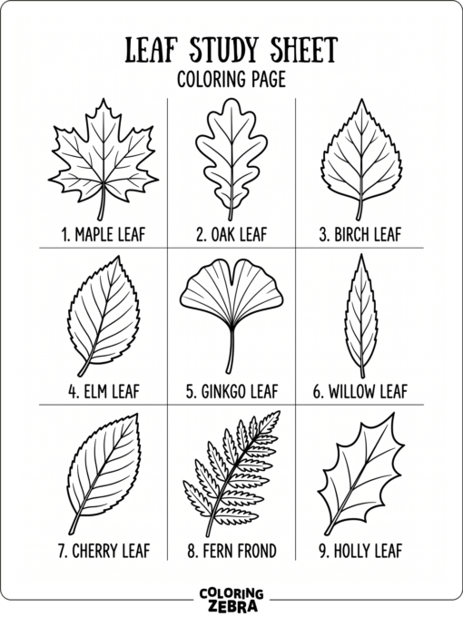 A study sheet showing several different leaf shapes