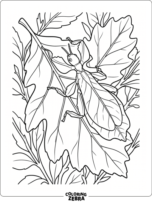 A leaf insect blending in on a leaf