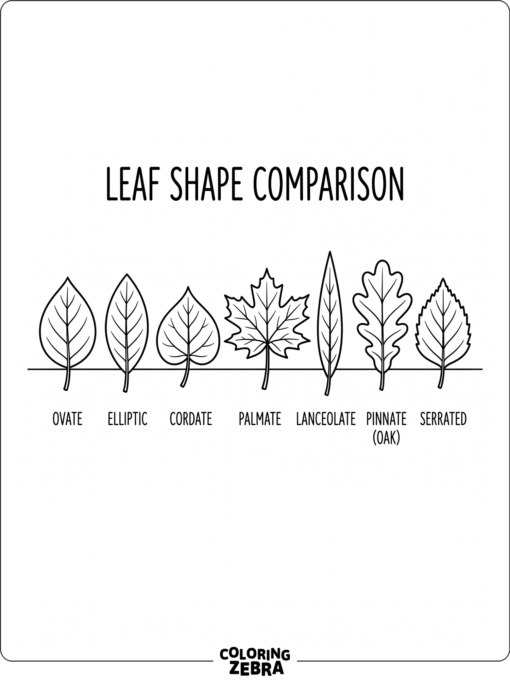 A row of different leaf shapes