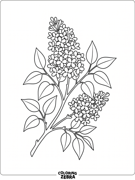 A lilac branch with clustered blossoms and leaves