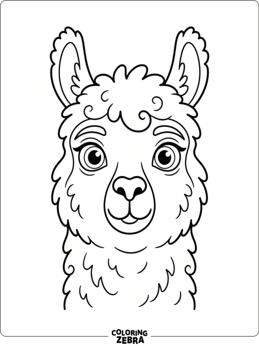 A close-up llama face with wide eyes