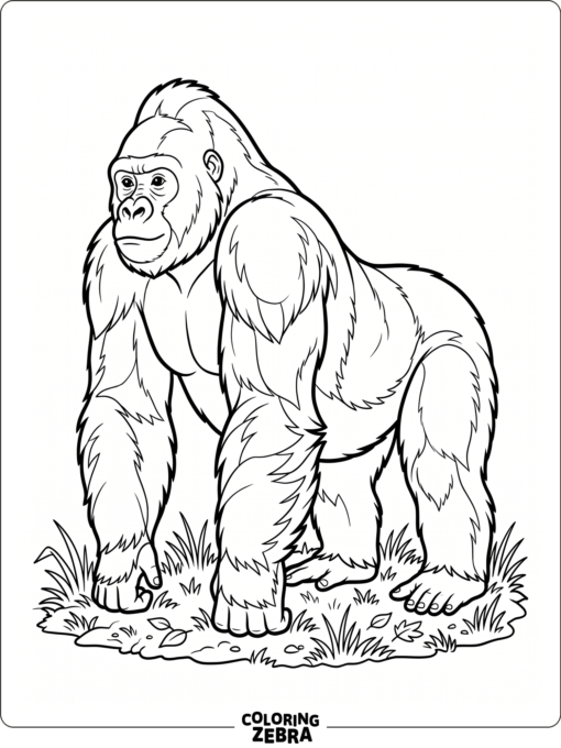 A lowland gorilla standing on grass