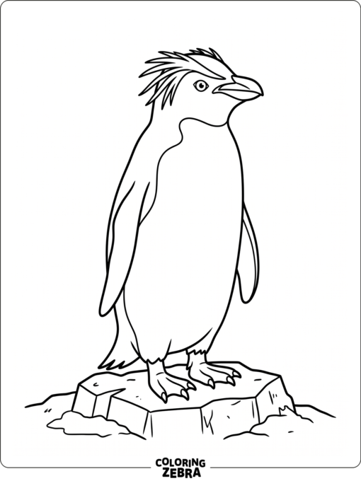A macaroni penguin standing on rocks with bright eyebrow tufts