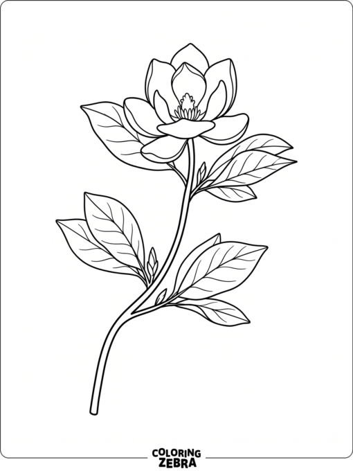 A magnolia flower with wide petals and leaves