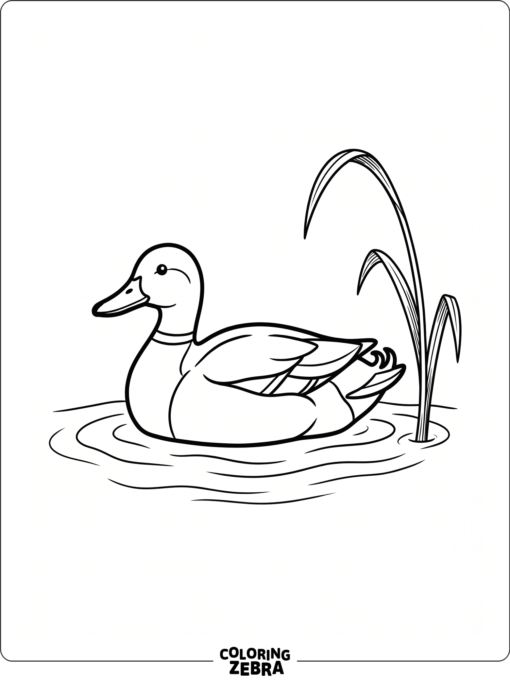 A mallard duck floating on water
