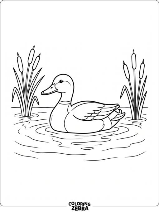 A mallard duck swimming near cattails