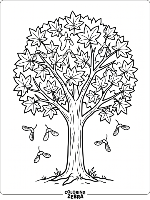 A maple tree with star-shaped leaves and small seeds