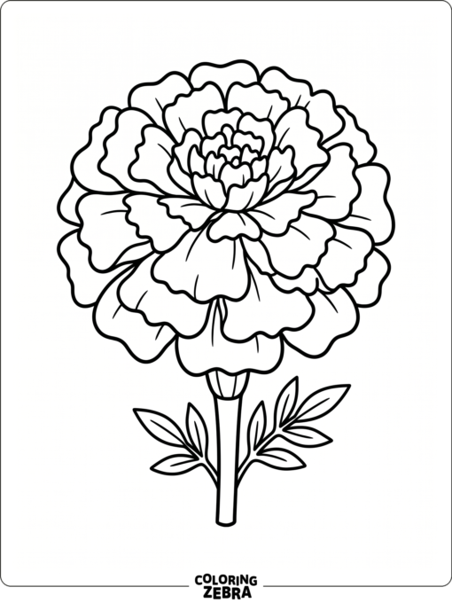 A marigold bloom with layered petals