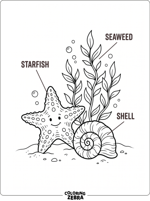A starfish rests near a shell and seaweed with clean, simple labels