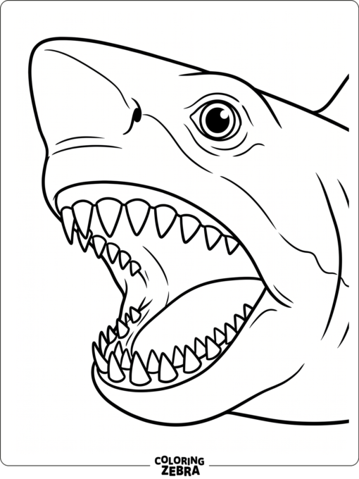 A close view of a megalodon head