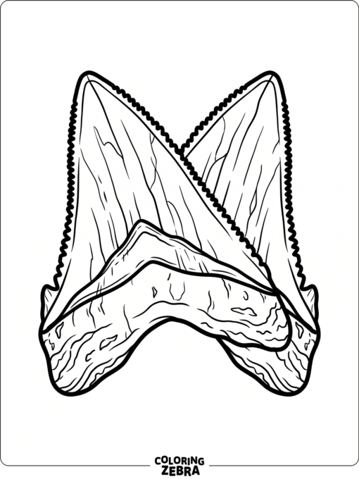Two megalodon teeth crossed together