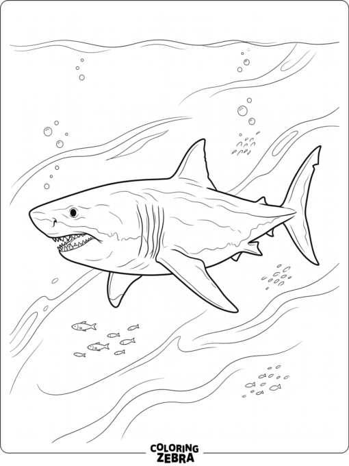 A megatooth shark in profile with open water