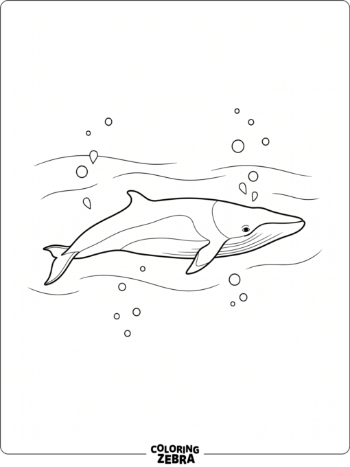 A minke whale swimming with bubbles in calm water