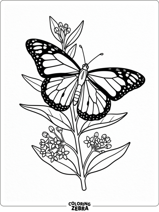 A monarch butterfly resting on milkweed